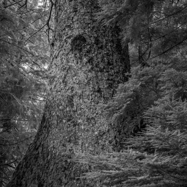 Sitka Spruce