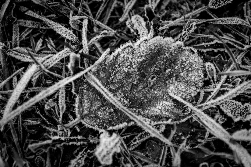 Leaf, Frost, Fine Art Photography
